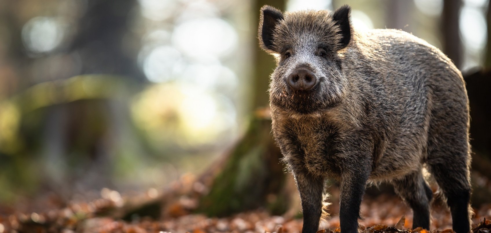 Wildschwein im Wald
