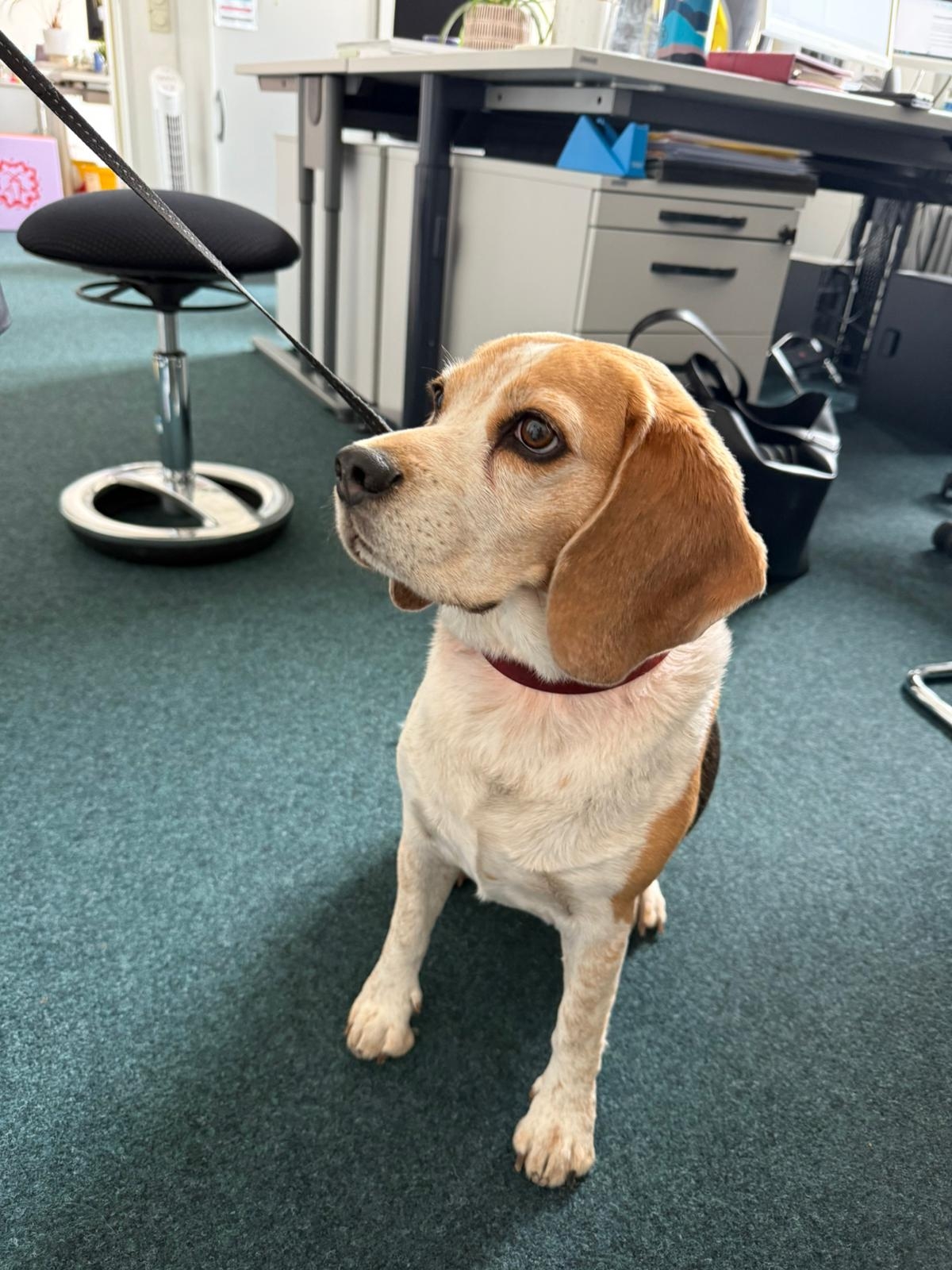 Foto eines sitzenden Hundes