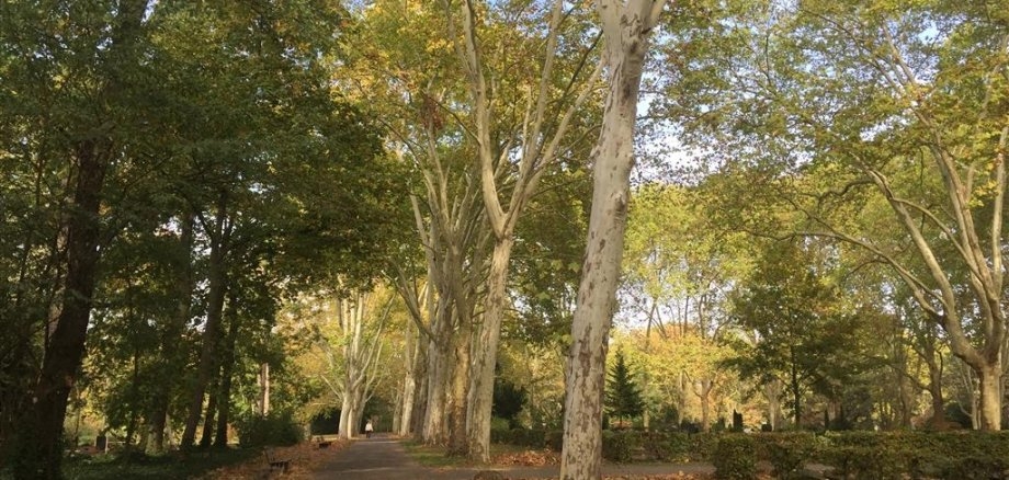 Friedhof Frankenthal
