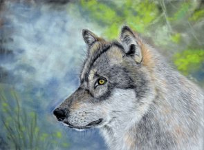 Auf dem Bild ist ein grau-weißer Hund zu sehen